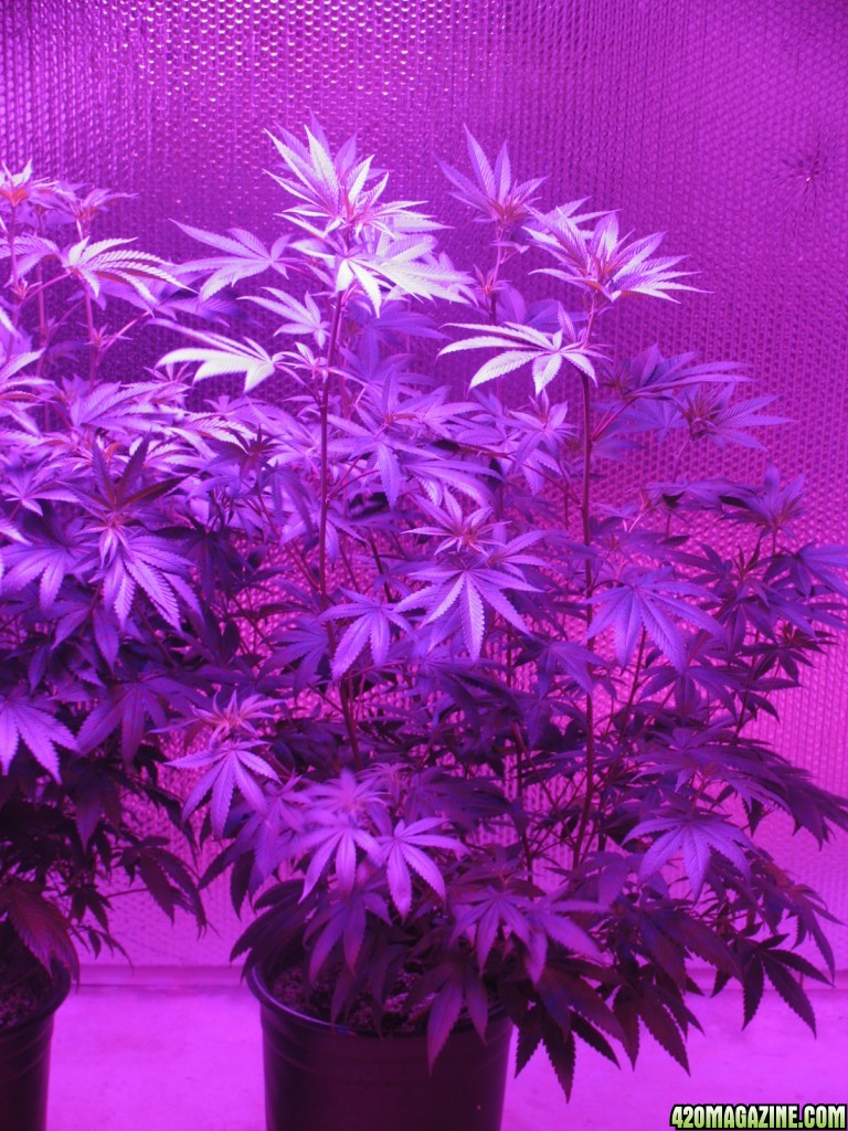 Day 8 of flower marsII 1600w