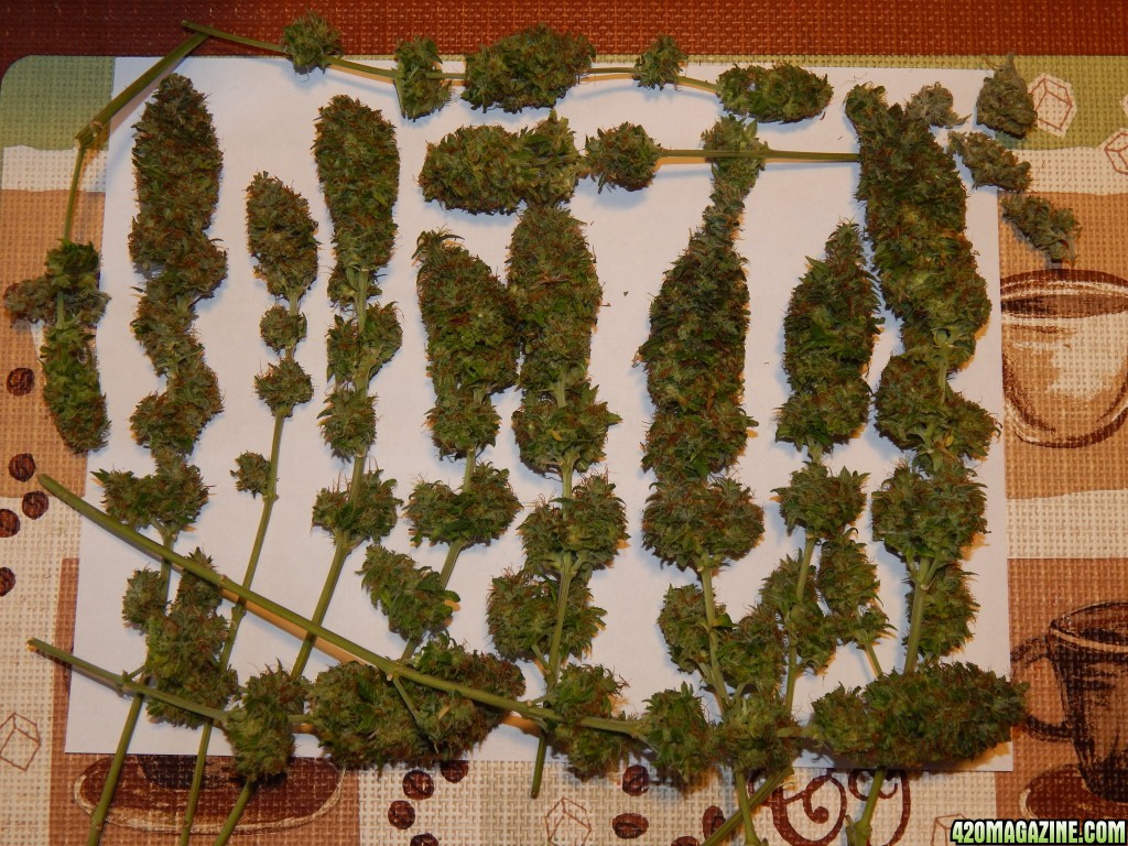 Day 81 harvest of Skunk