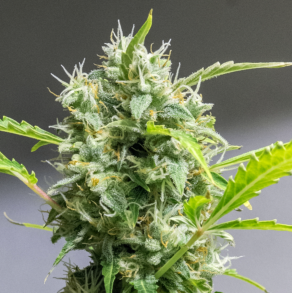 Day 82 CS bud two 11 Oct 2023.jpg