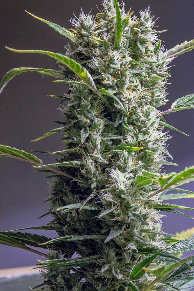 Day 82 GP bud 11 Oct 2023.jpg