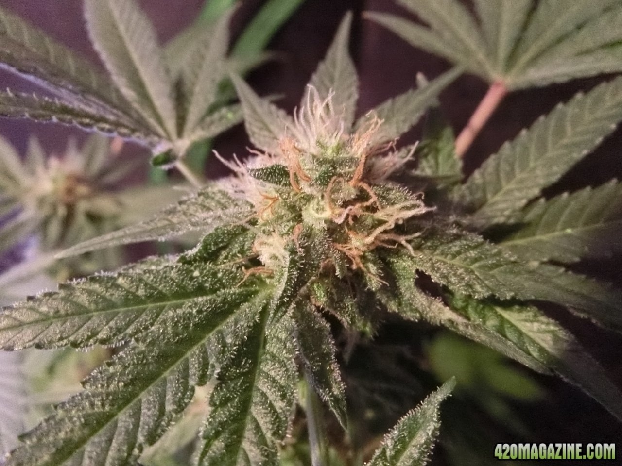 Day 84 Ayahuasca Purple #2 Flower Day 36 - Granulated sugar coated