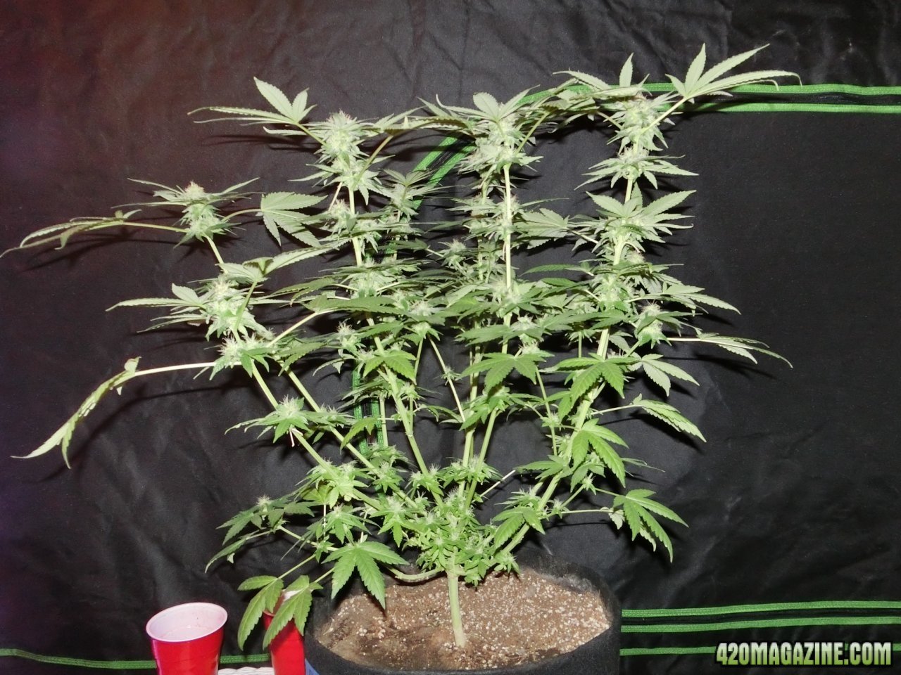 Day 84 Ayahuasca Purple #2 Flower Day 36 - Side View