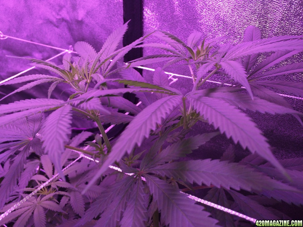 Day 9 Flower - Purple Haze 1