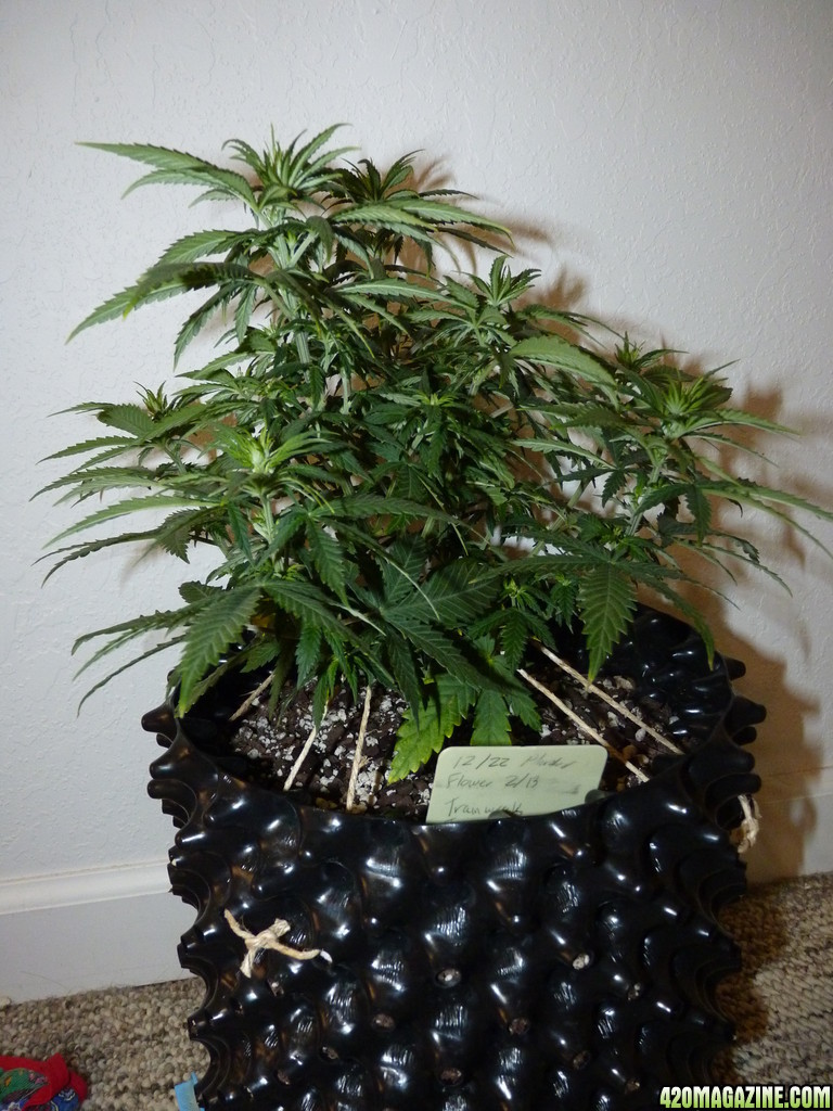 Day 9 Flower