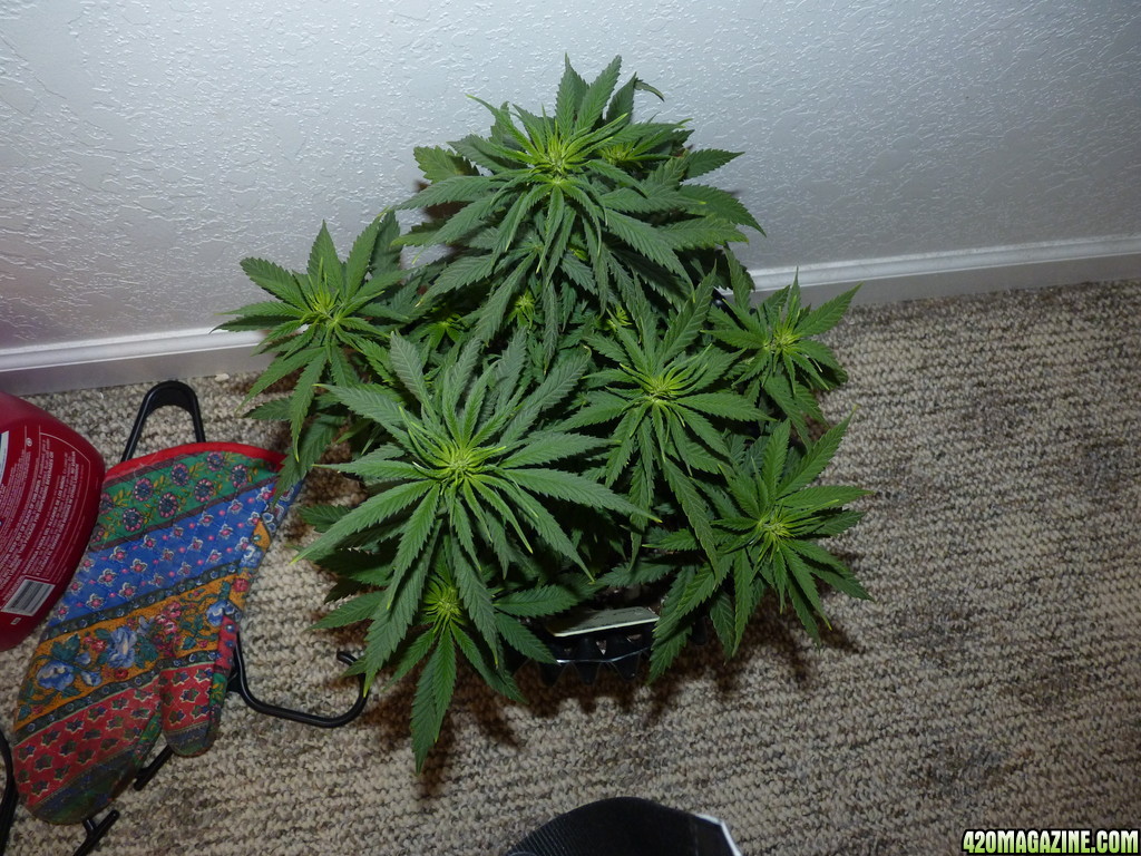 Day 9 Flower