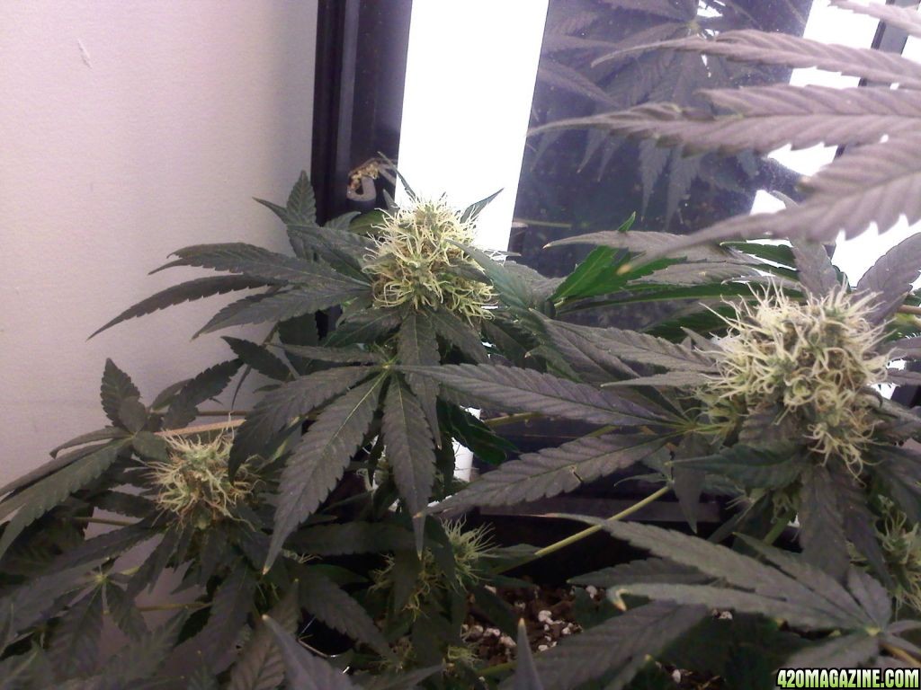 day 91, 62 flower