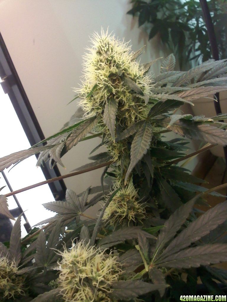 day 91, 62 flower