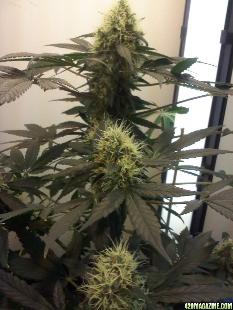 day 91, 62 flower