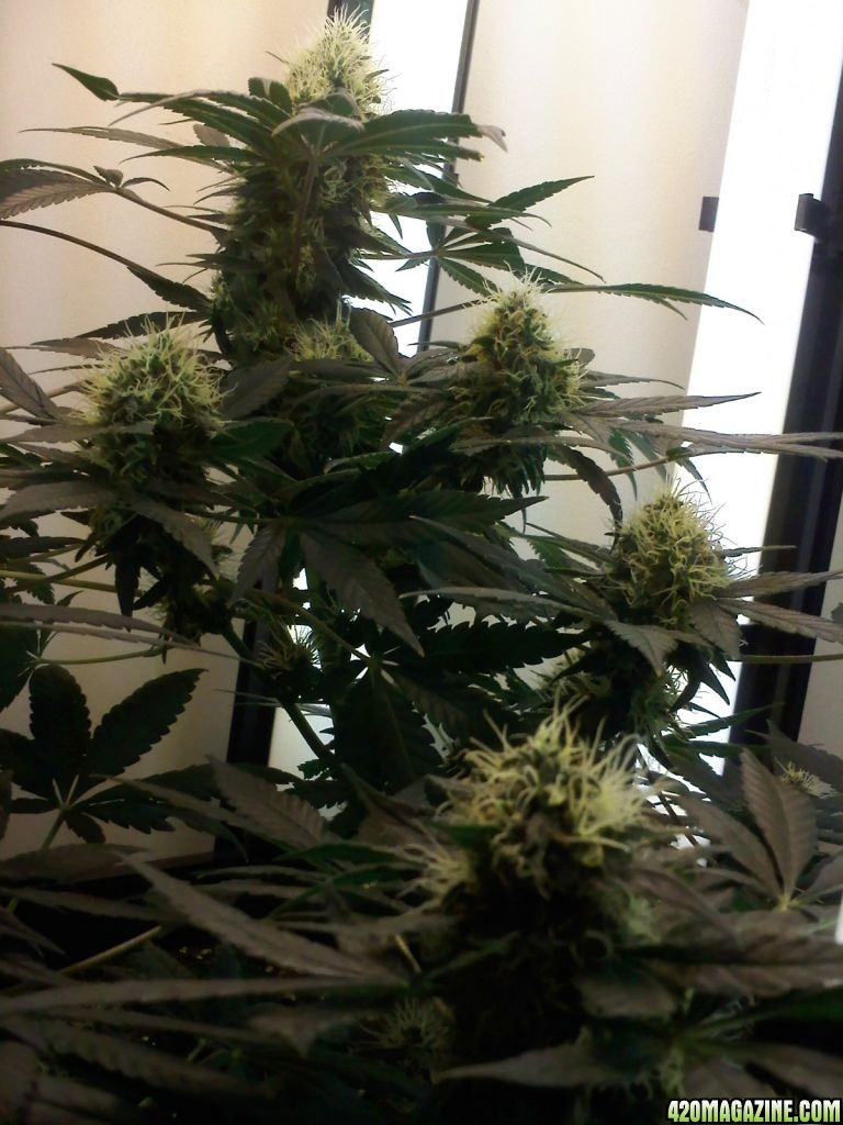 day 91, 62 flower