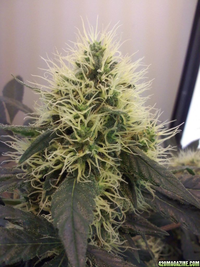 day 91, 62 flower