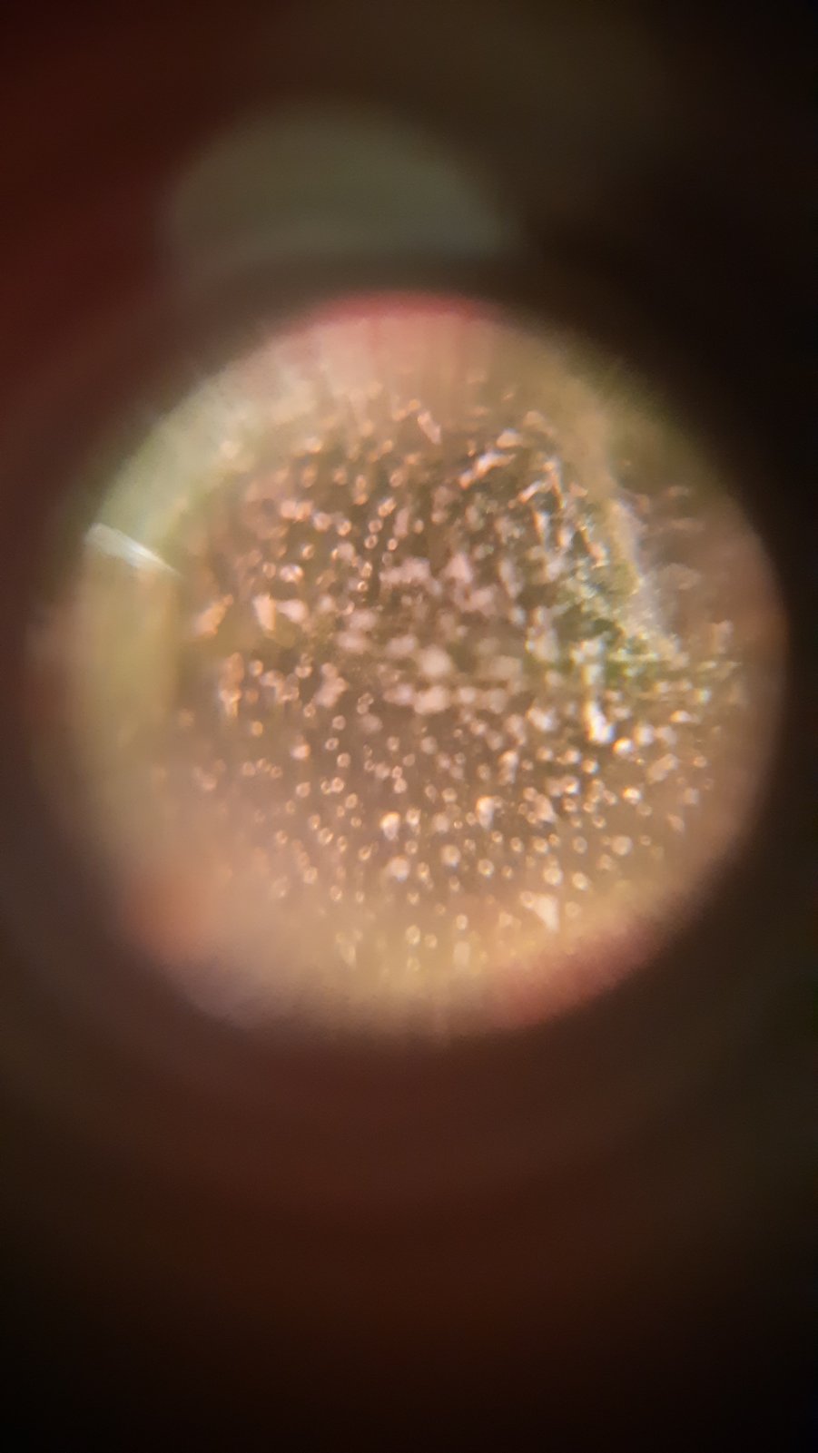 Day 92 Trichome 4.jpg