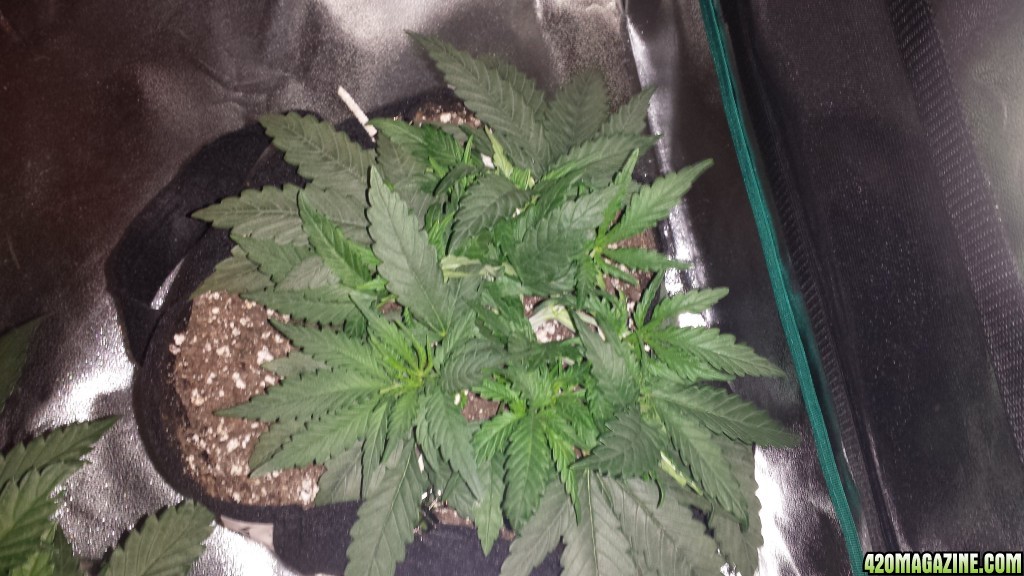 day after LST