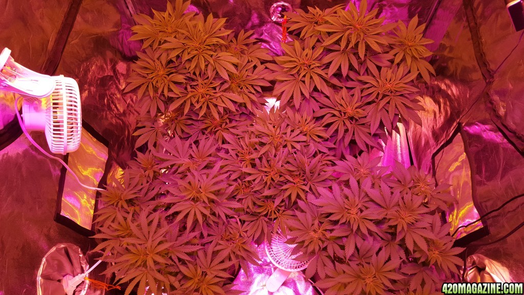 Day before flower.