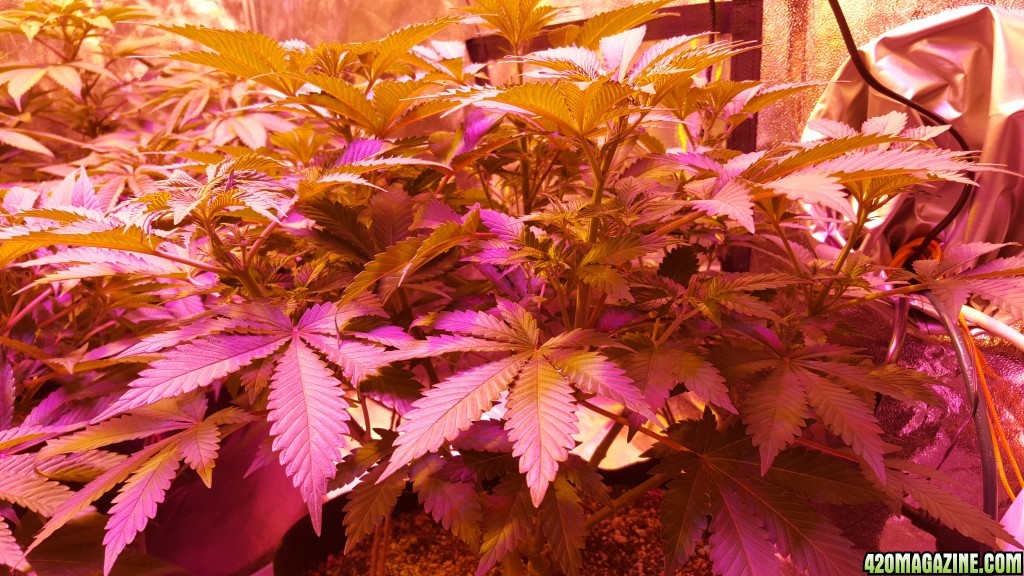 Day before flower.