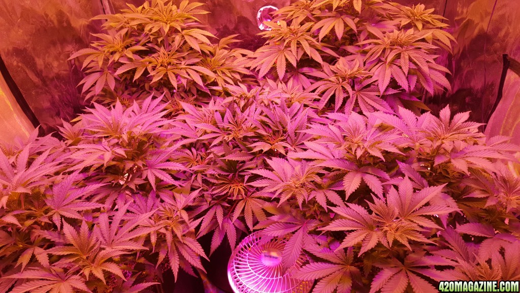 Day before flower.