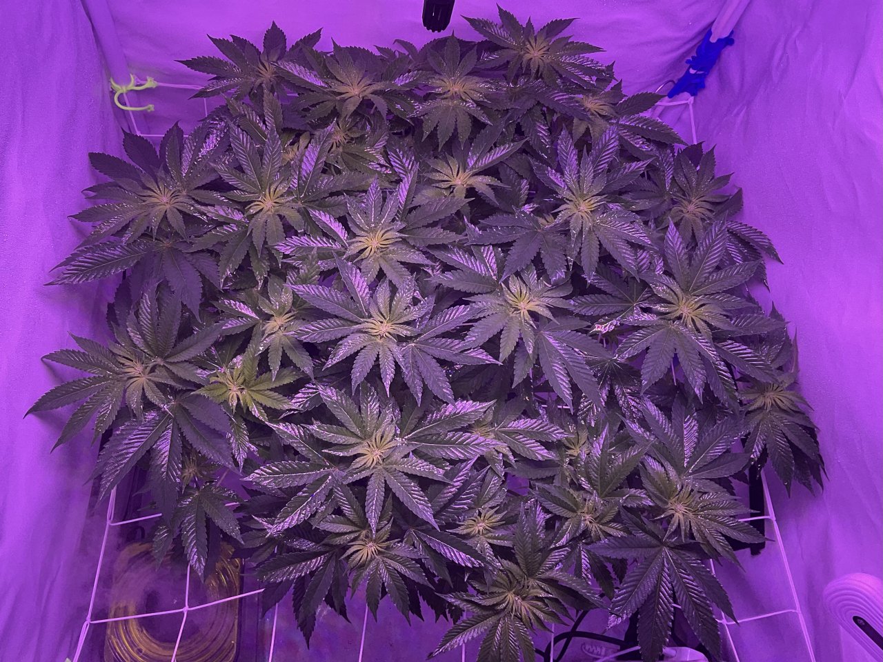 day following final LST