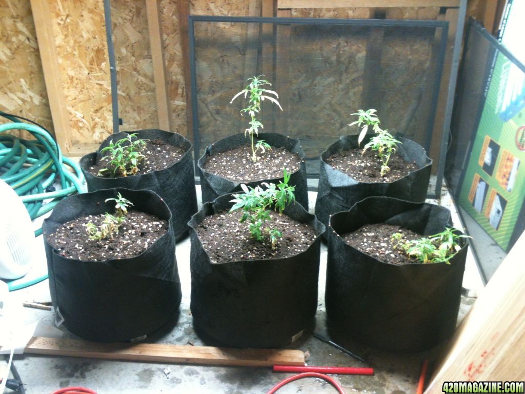 Day of Transplant