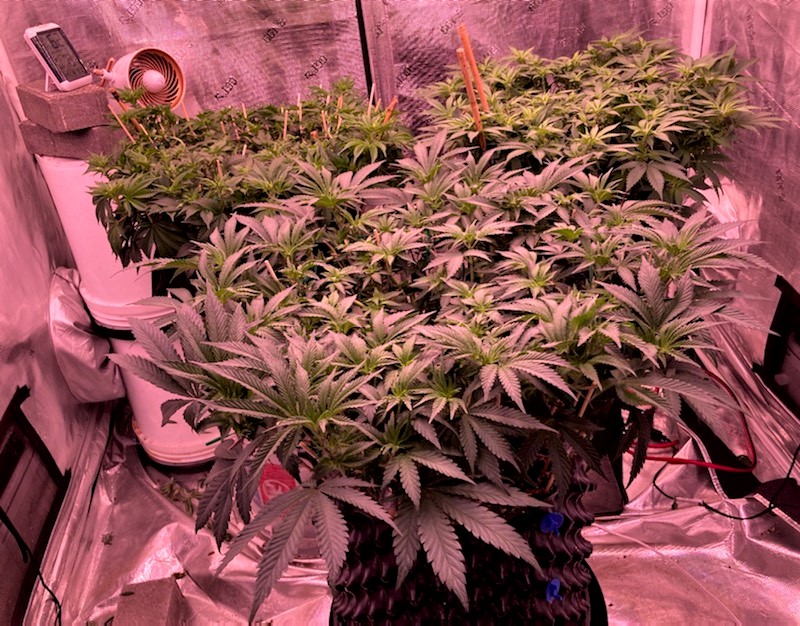 Day One Stretch Grow Day 71 Back perspective.jpg