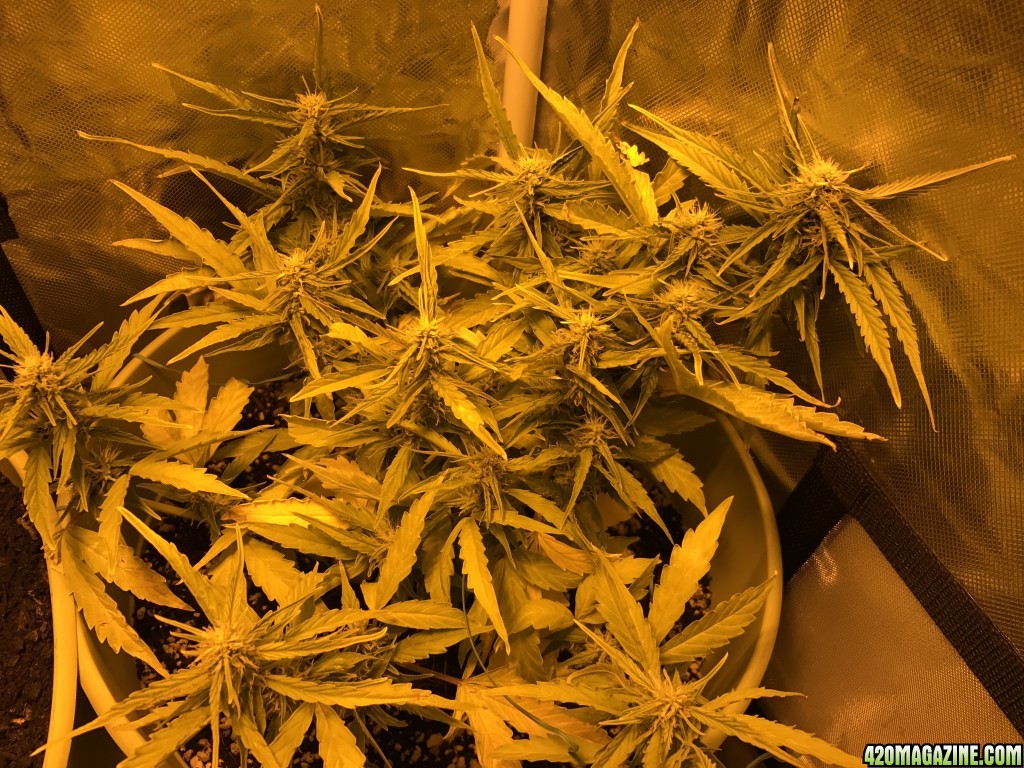 Day three of journal auto tent 24/0