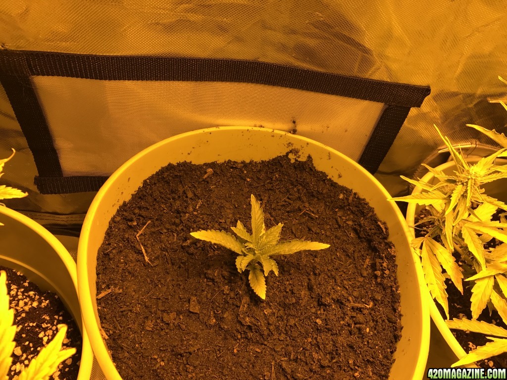 Day three of journal auto tent 24/0