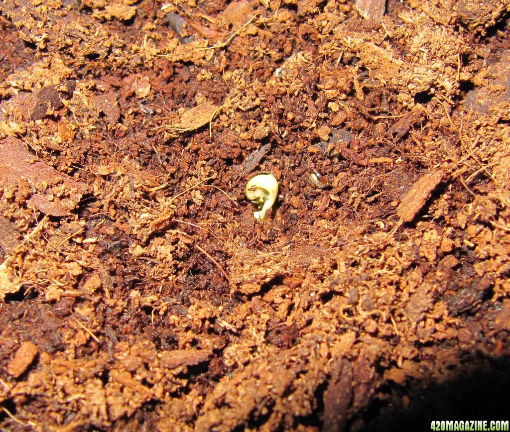 day005_germinated_sprouted