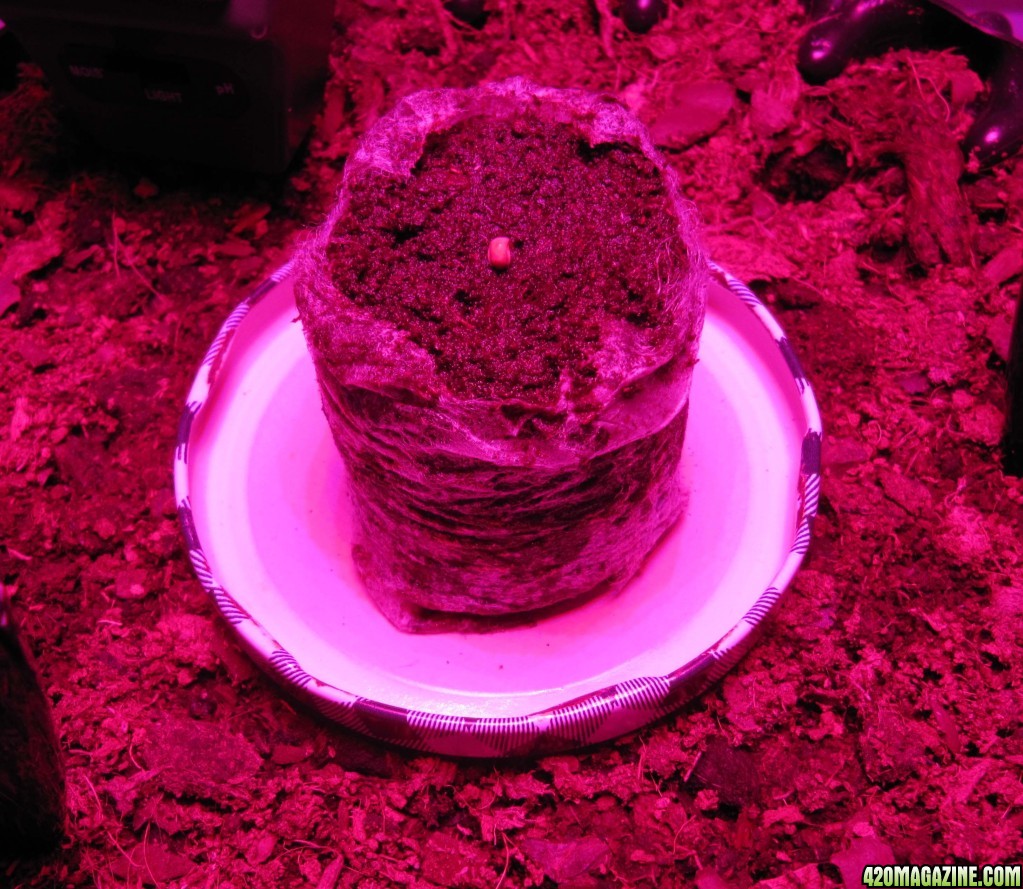 day007_germinated_jiffy