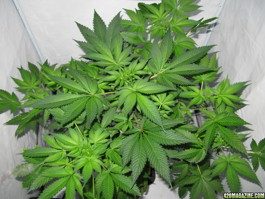 day047_sprout_day015_12-12