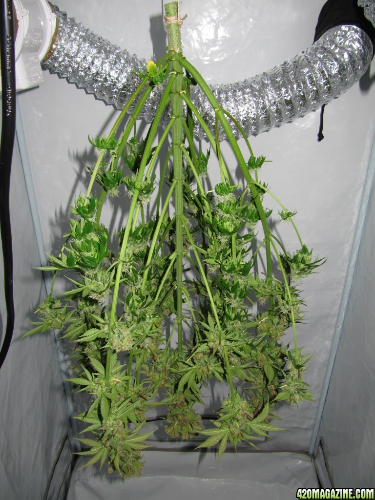 day087_sprout_day055_12-12_2