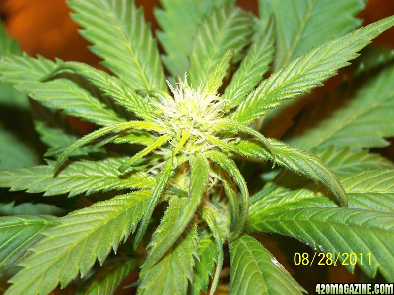 day18bud2