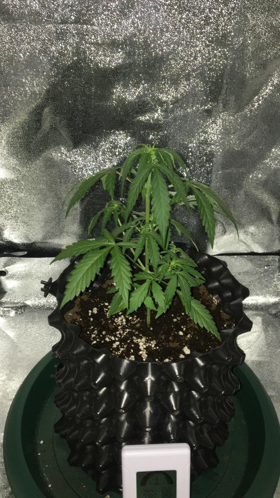 day23 auto gorilla.jpeg