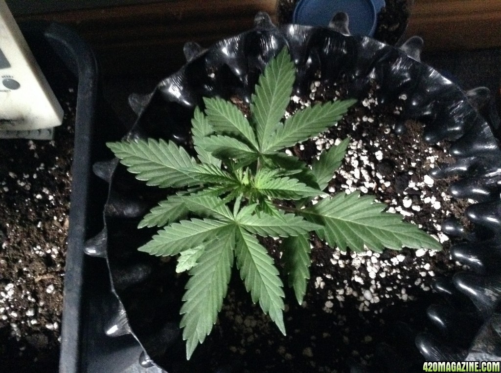 day24 bagseed