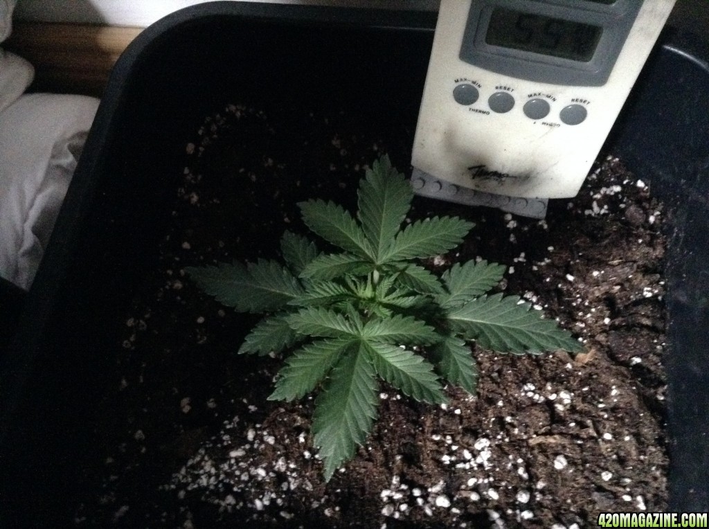 day24 bagseed