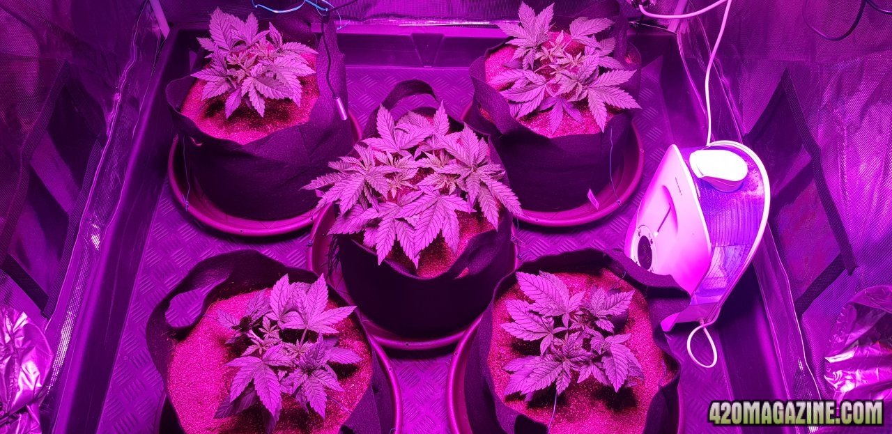 Day36 from seed