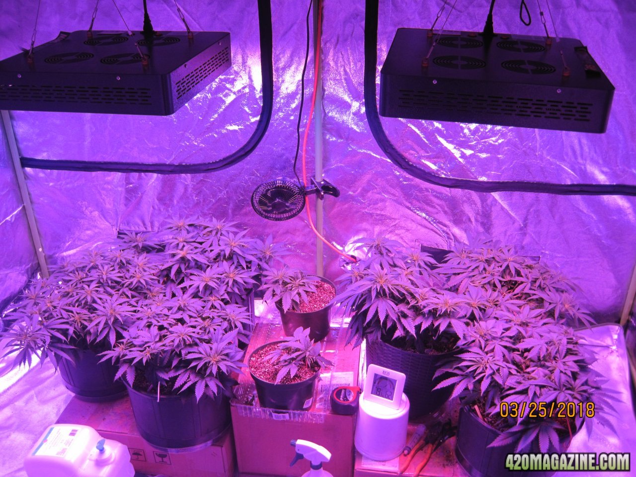 Day54mar25 Day 3 week 6 veg (1).JPG