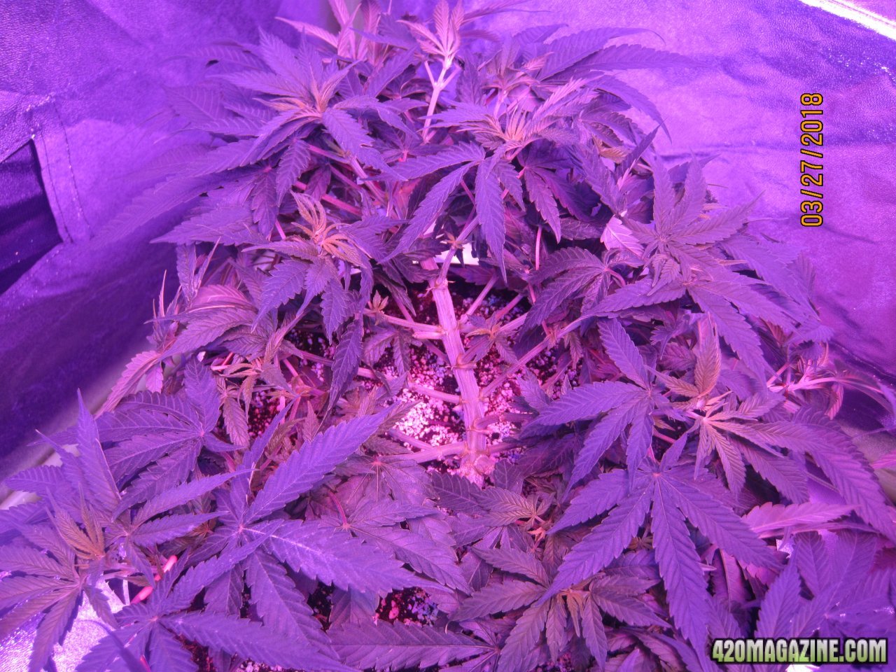 Day56mar27 Day 5 week 6 veg (3).JPG