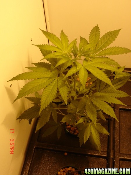 Day_10_B52_Plant