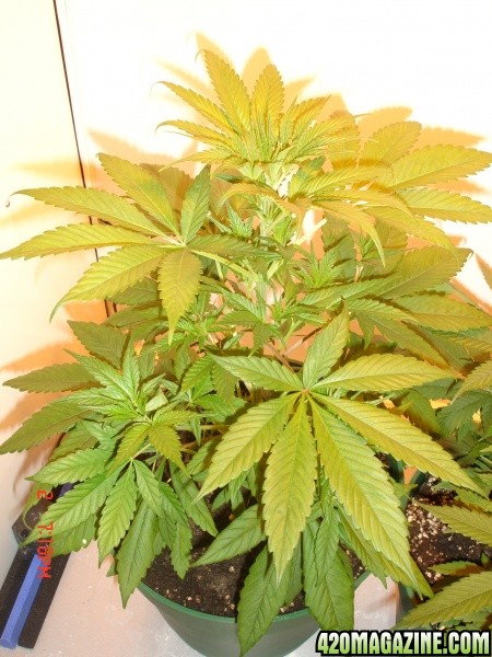 Day_11_HPS_Plant_1