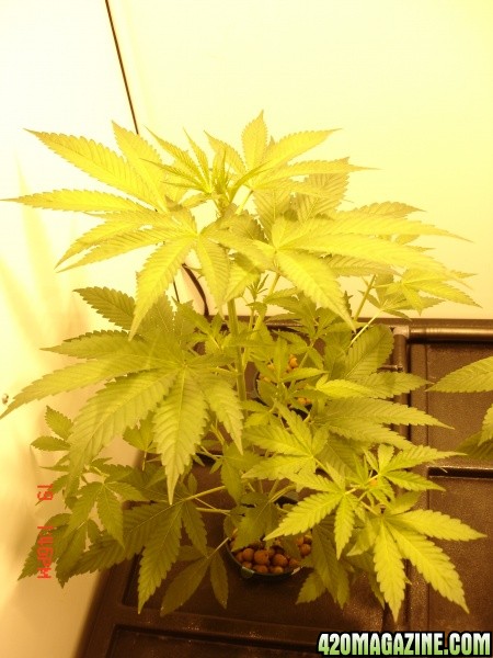 Day_12_B52_Flowering