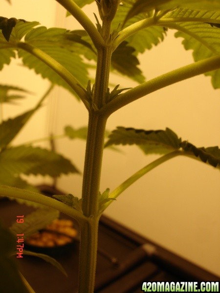 Day_12_COB_new_growth