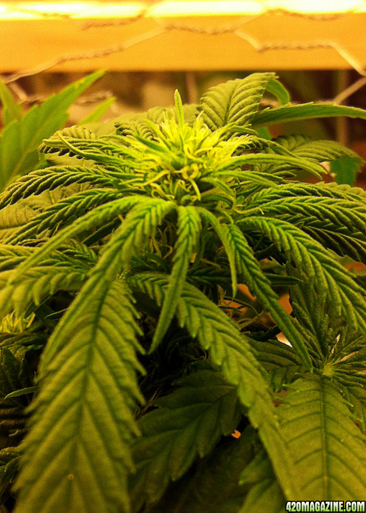 Day_16_Bud_Growth