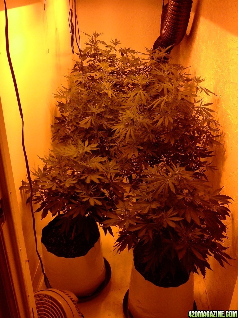 day_1_of_flower_600_w_hps