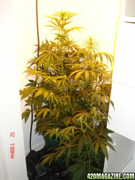 Day_21_HPS