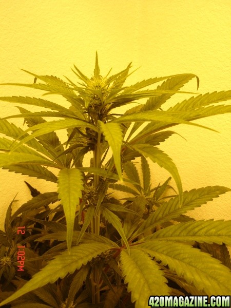 Day_21_Plant_1