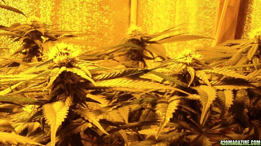 day_24_flowering_update_003