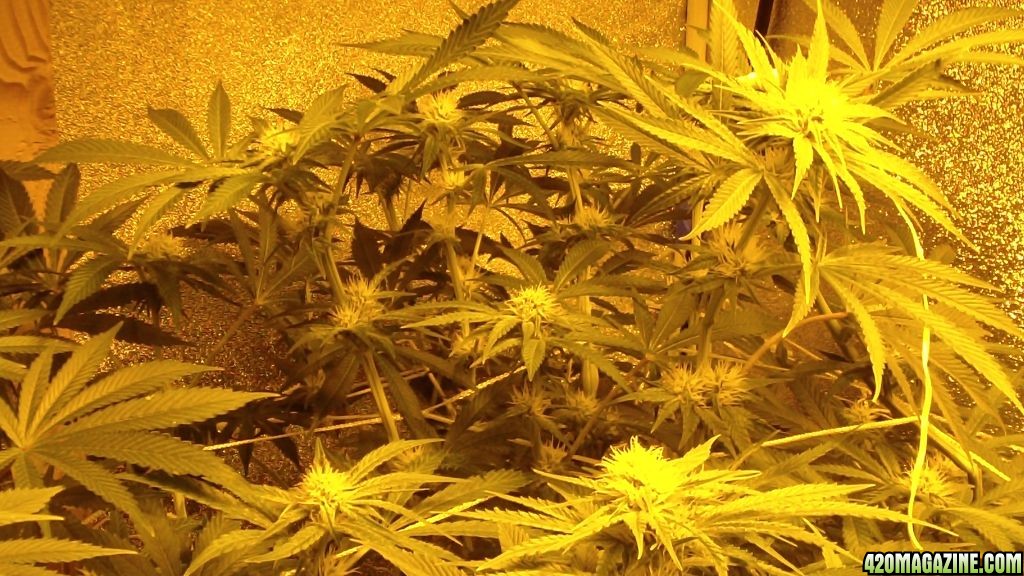 day_24_flowering_update_011