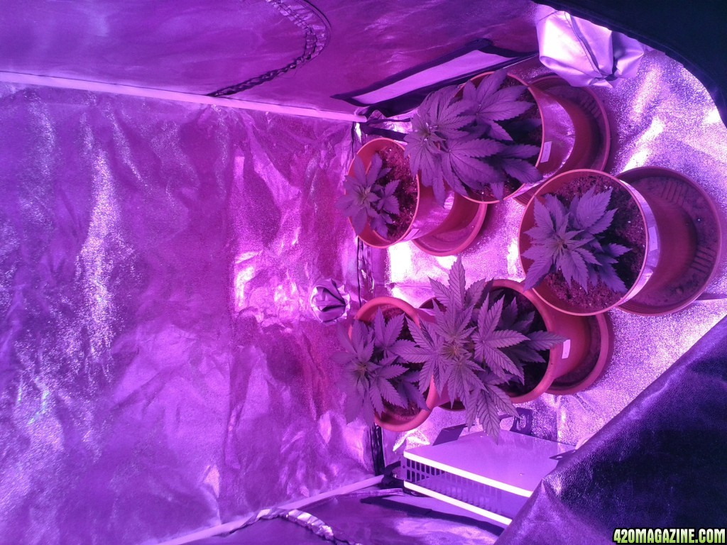 day_24_of_veg