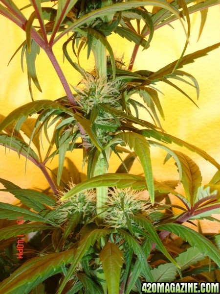 Day_28_BS_Cola