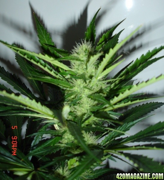 Day_29_B52_Cola