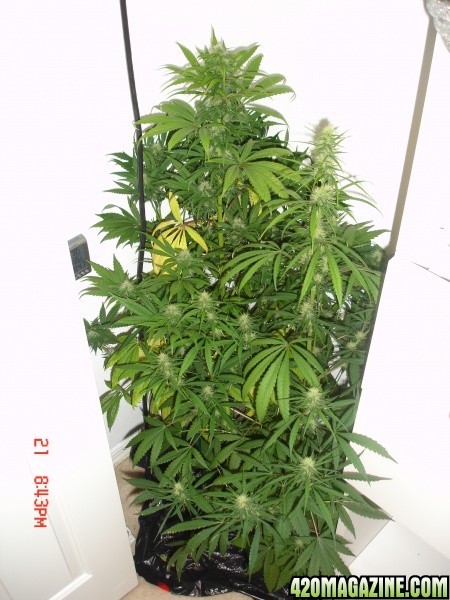 Day_30_BS_Flower