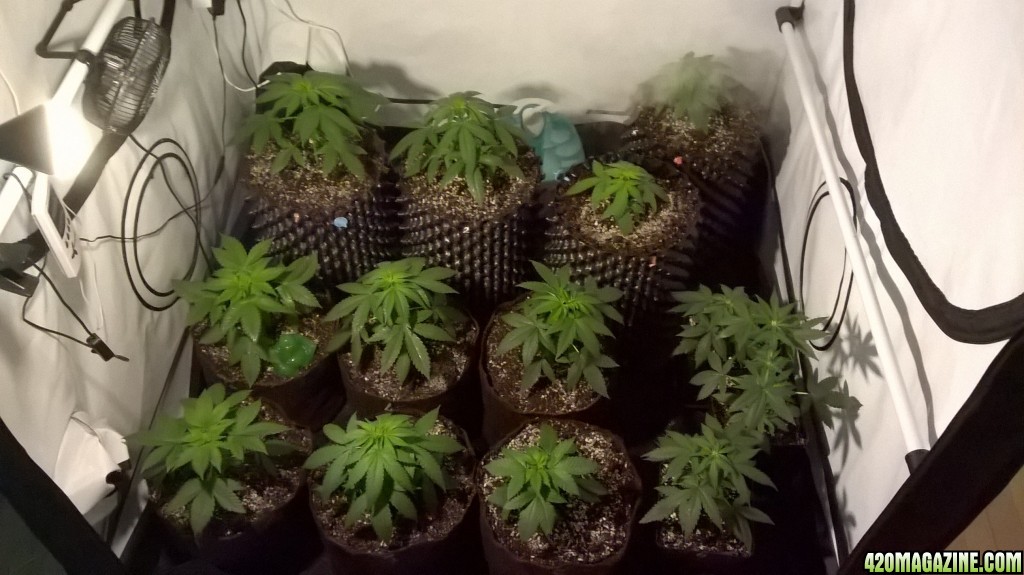 Day_31_After_Transplant